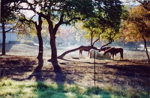 Fall Pasture Scene